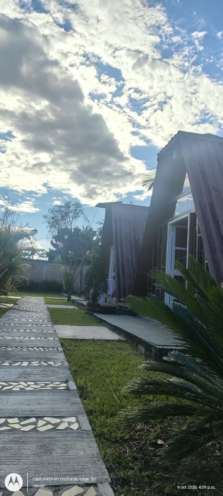 Raíces de Amor
